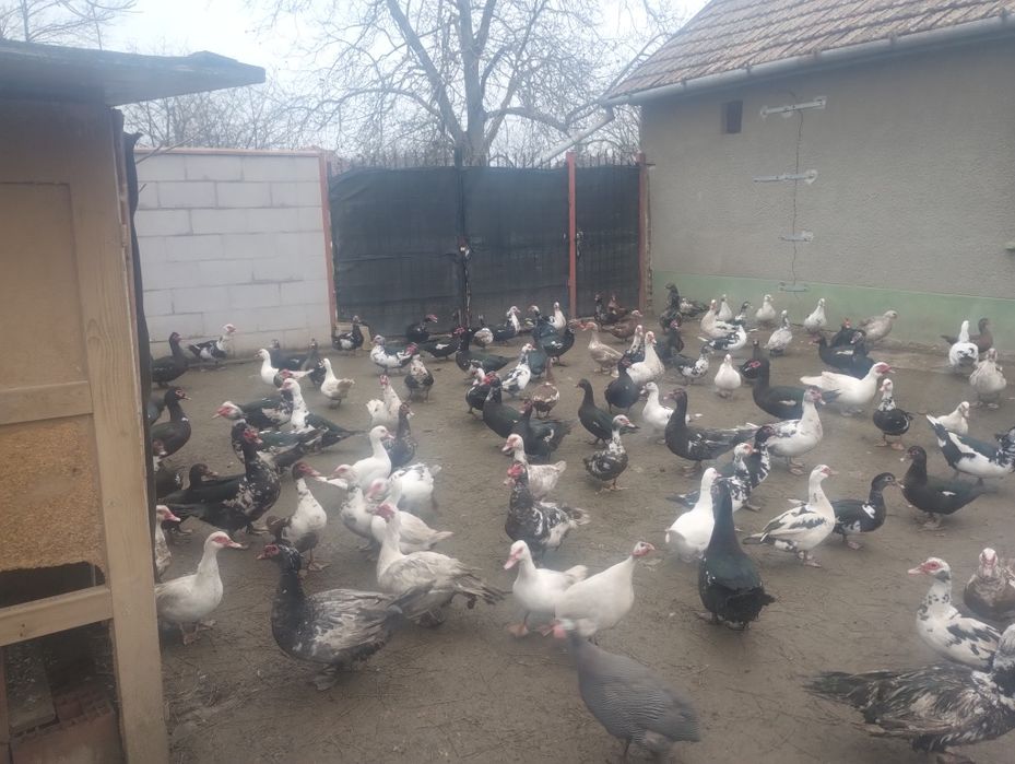 Vând/ schimb rațe și  rățoi