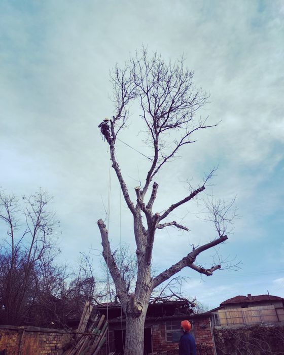 Премахване на опасни дървета, оформяне, рязане, кастрене Tree Service