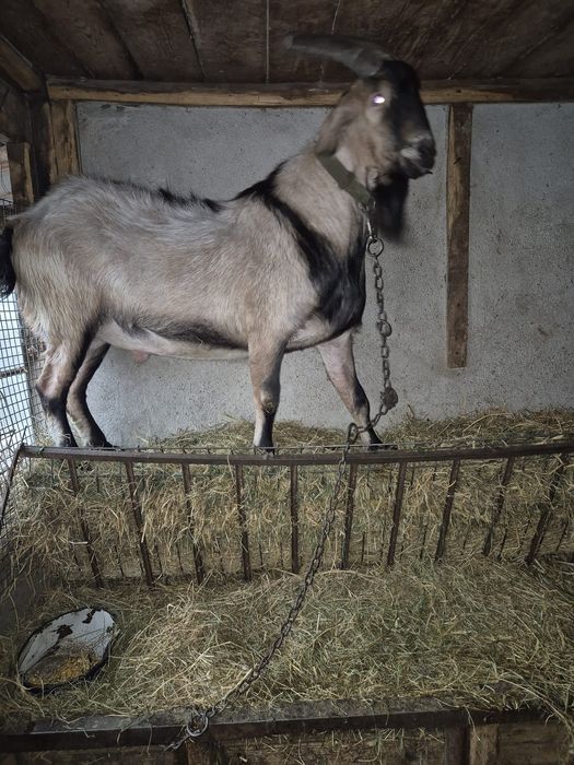 Metis nubian cu alpina,2 ani,pentru  reproducere