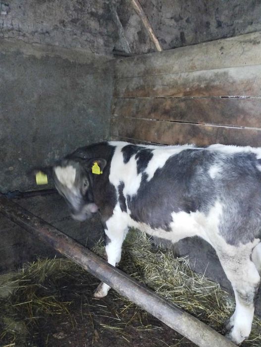 De vânzare Vaca Bāltatā cu vitel Belgian