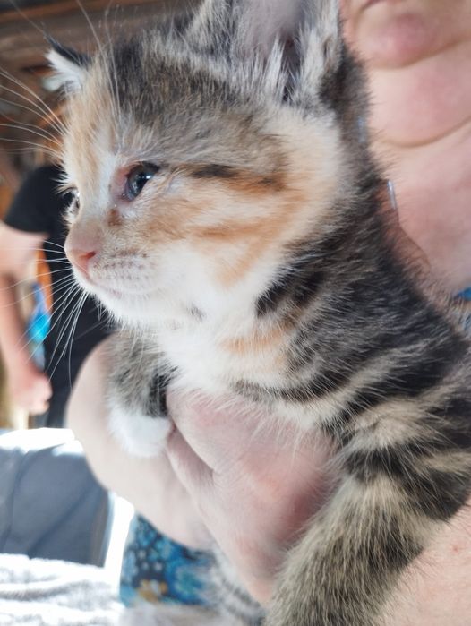 Отдам котят в надёжные руки