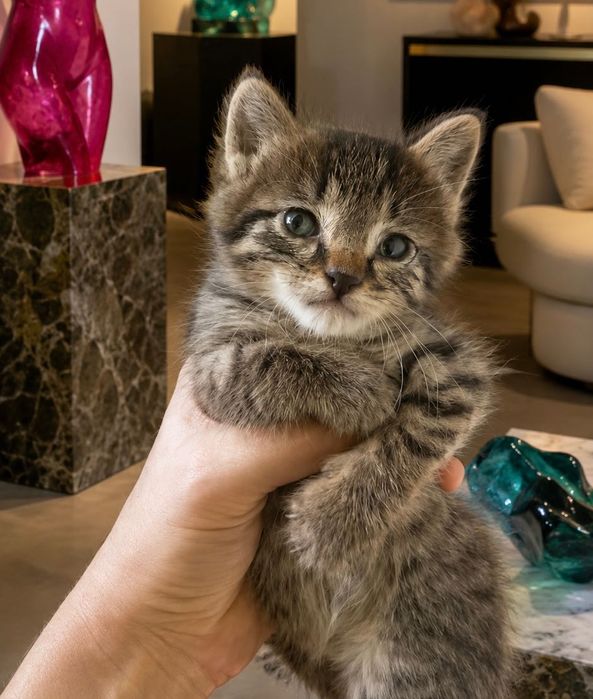 Котенок Ник ищет хозяйку