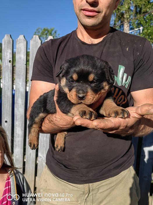 Pui de  rottweiler