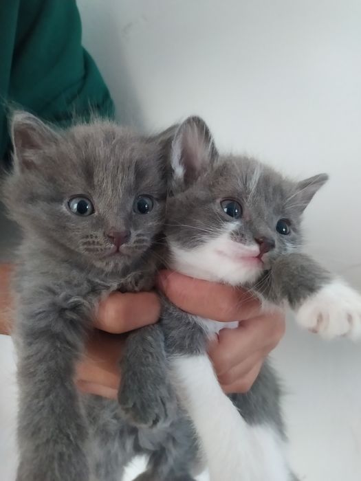 Котики маленькие
