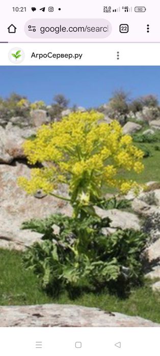 Семена ферулы каврак кеурек