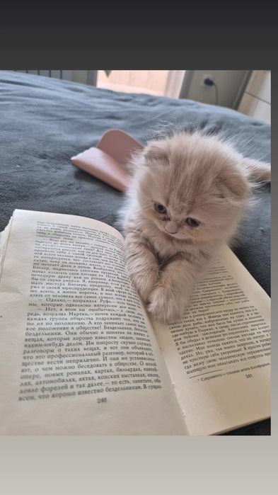 Шотландские котята