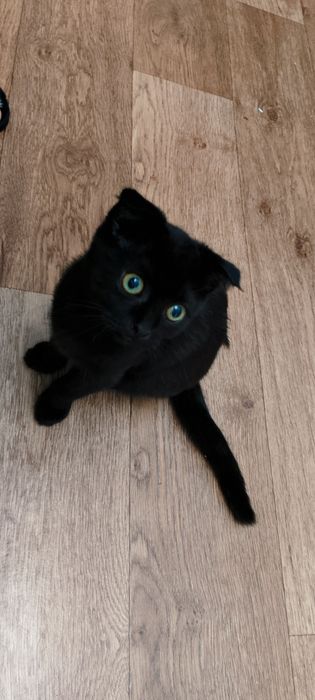 Шотландский котик скотиш фолд