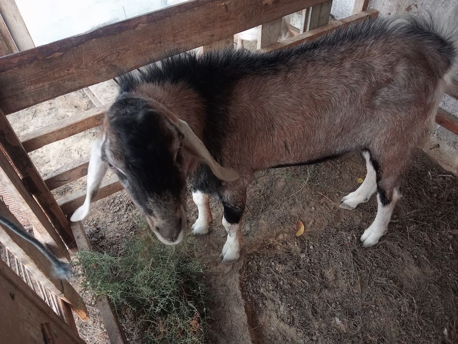 Альпи + Нуби  Ешкі Лақ Теке