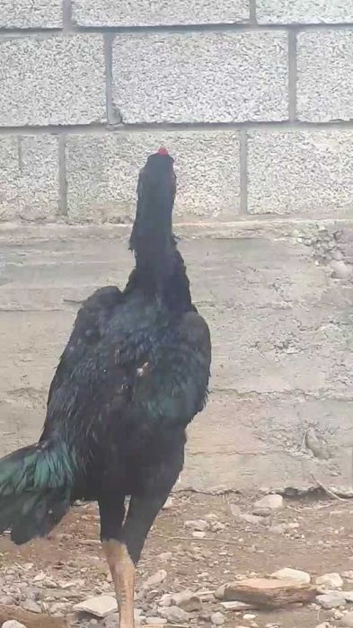 Дакан қораз сентябрьский