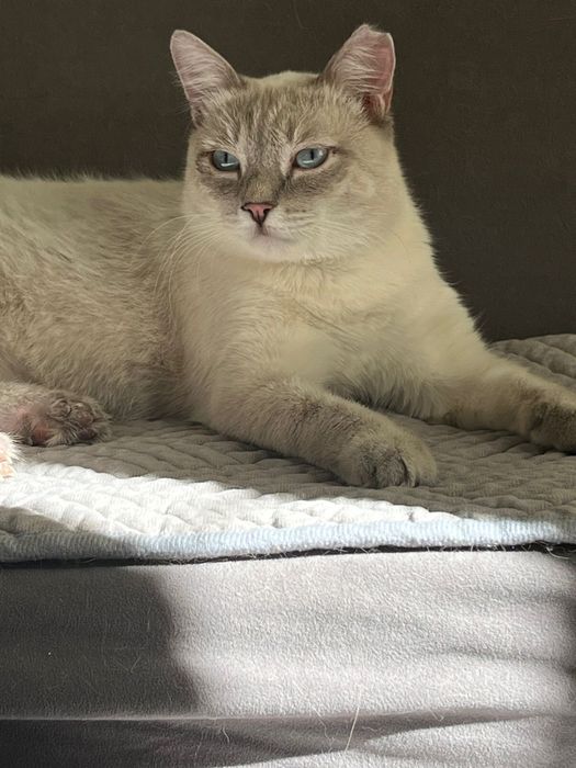 Коты Аксу бесплатно