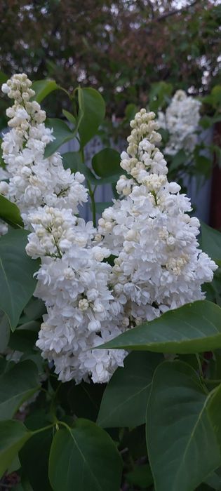 Продажа белой сирени