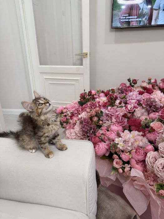 Котенок девочка ищет дом