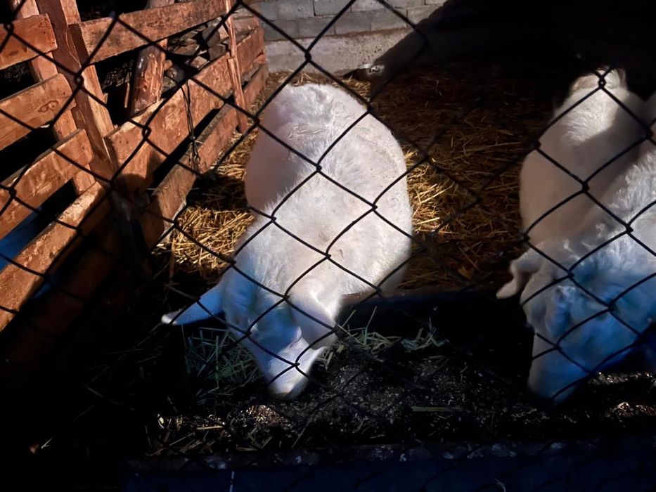 Пародный ешкілер сатылады, лақтарымен бірге