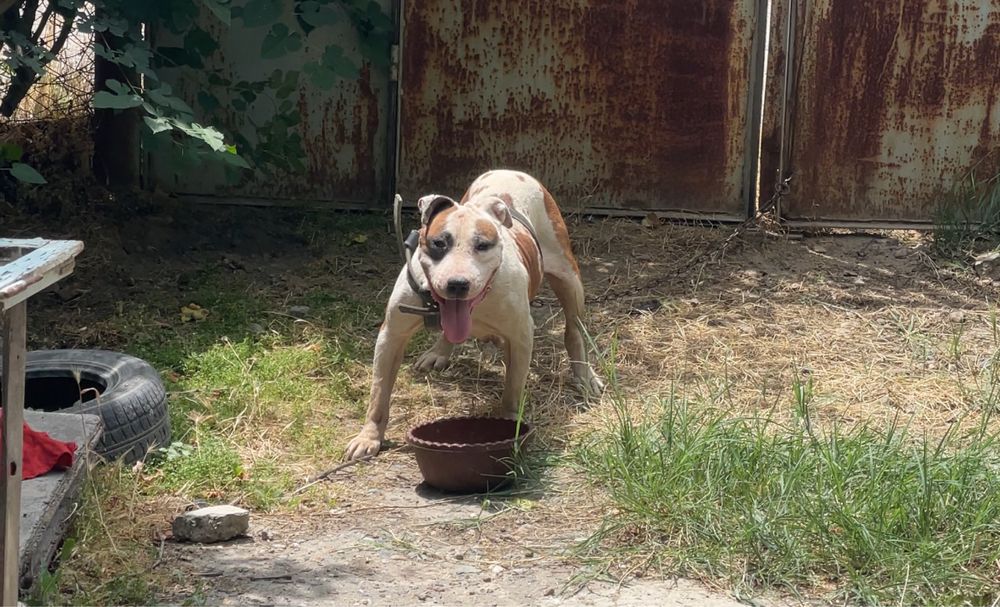 Pitbull девочка возраст 2года