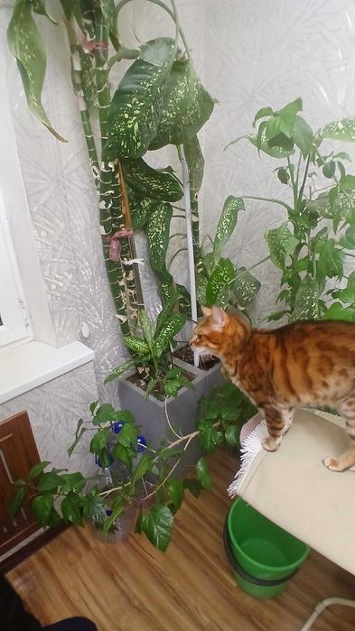 Растения для дома