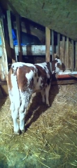 Vițea bălțată de Vînzare