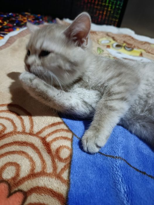 Britanskiy mushuk sotiladi