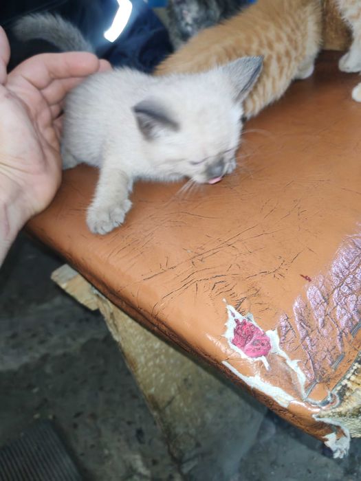 Дарю котят в хорошие руки