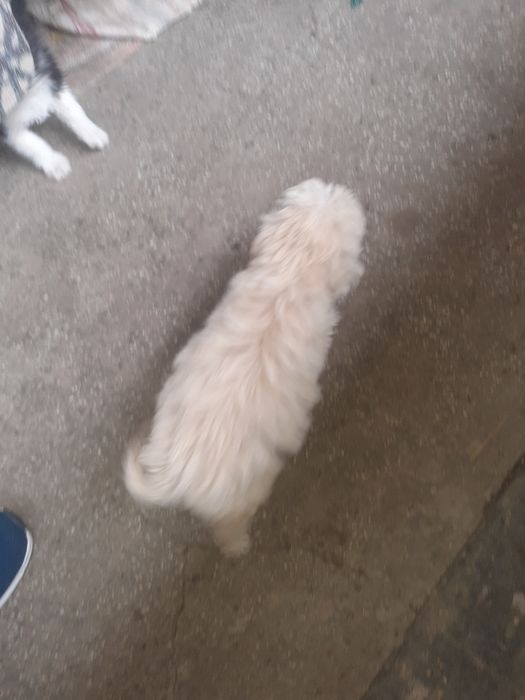 Donez cățelușă frumoasă