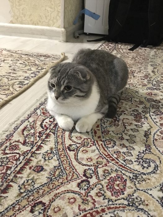 Продаю котенка мяу