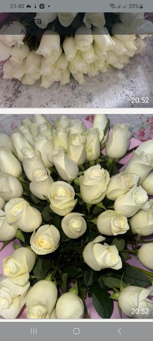 Цветы розы  белые