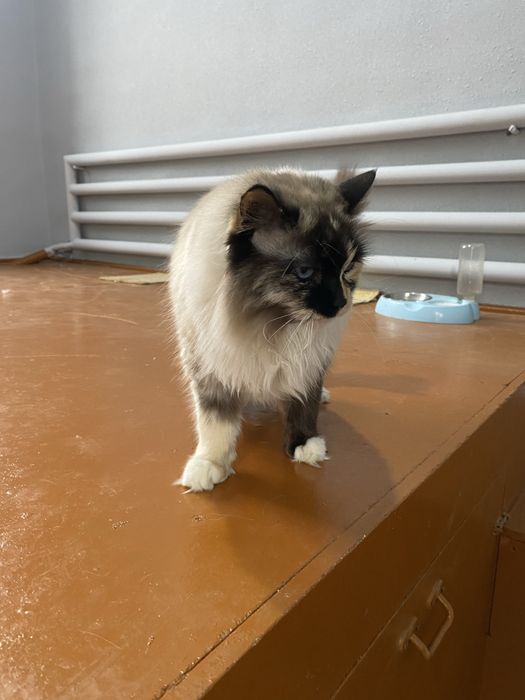 Urgochi mushuk sotiladi