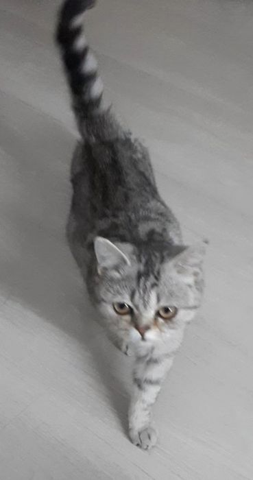 Продам кошечку британской породы ,