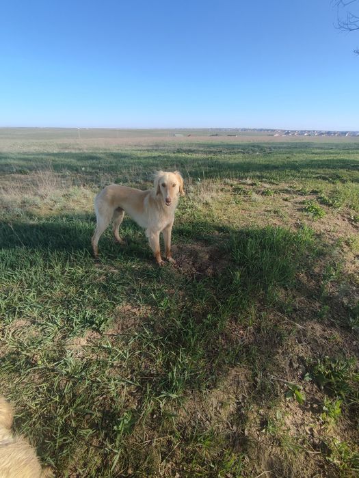 Продам тазы кабель