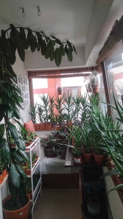 Vând Plante mature de Aloe Vera în ghiveci