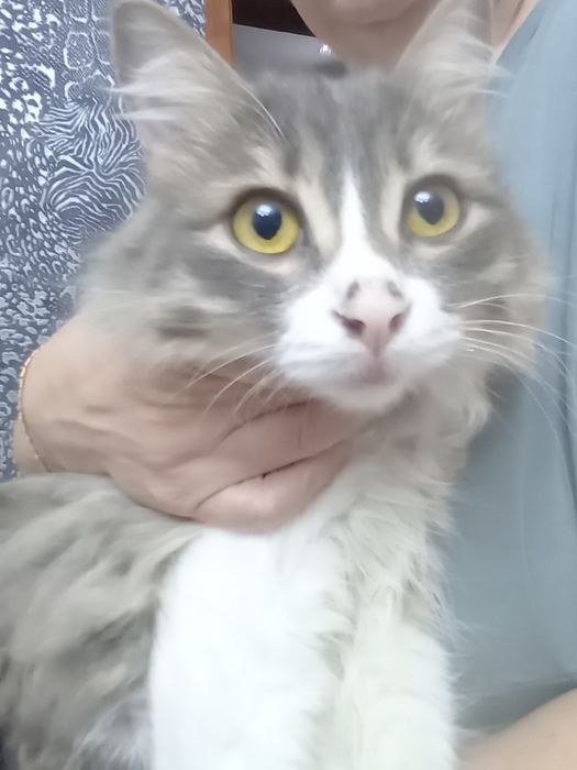 Отдам в добрые ручки котика