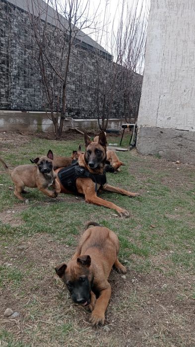 Щенки 1,5 месяц кабельи