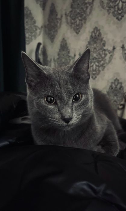 Отдам кота в добрые надежные руки