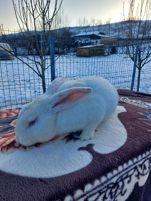 Vând iepuri Uriași de Transilvania