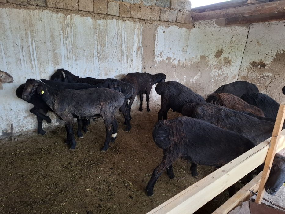 Қошқарлар бар семіз