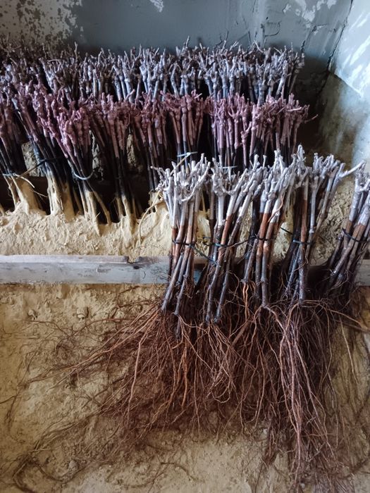 Butași vita de vie altoita