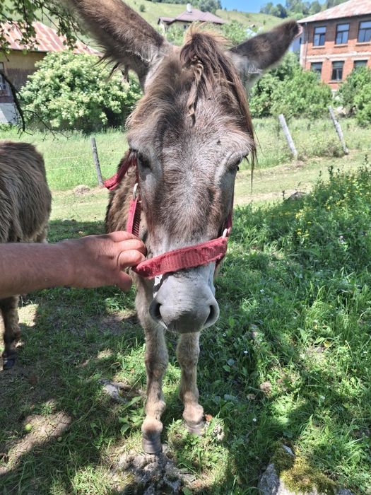 Vând măgăreață cu pui in burta și pui după ea, set