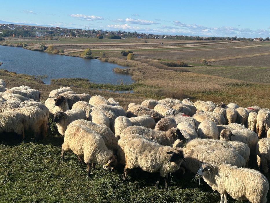 Vand oi turcane tinere