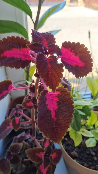 Растения, цветы,саженцы