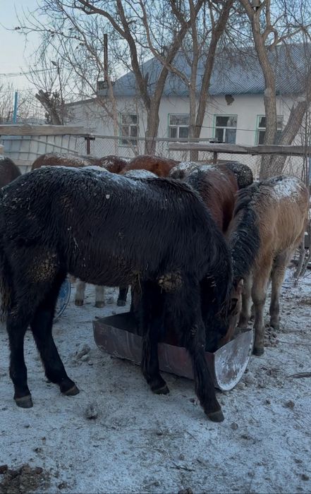 Жабағылар сатылады