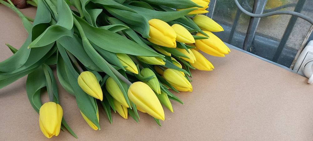 Тюльпаны Алматы оптом и в розницу