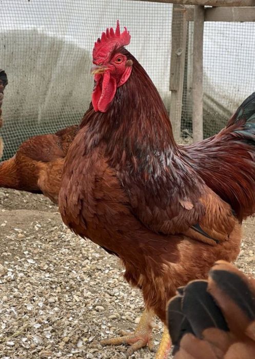 Тоза зотли ХАН ХЯП товук тухумлари сотилади