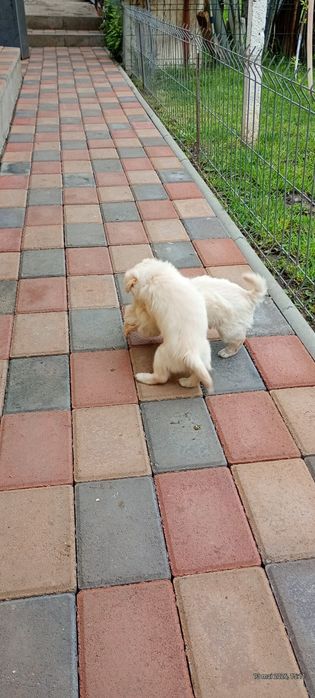 Pui Bichon maltez talie mică