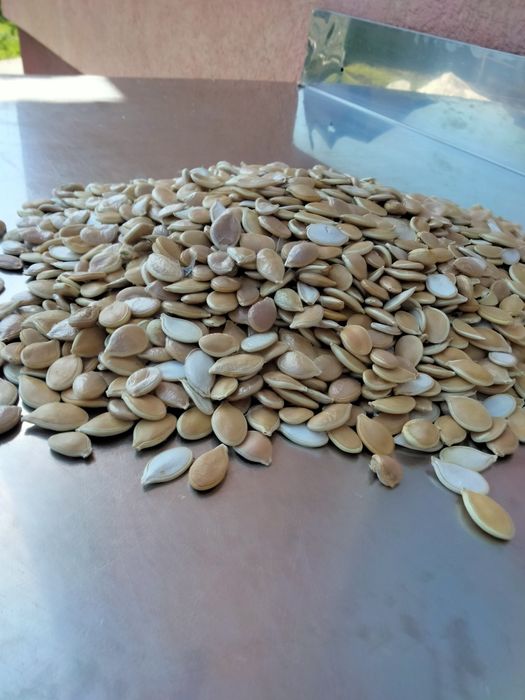 Vind semințe de dovleac