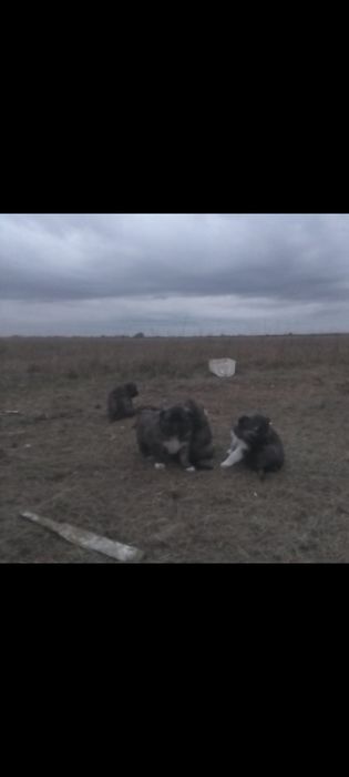 Продам щенят алабай и кавказская