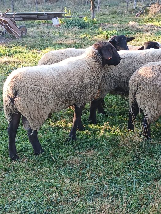 Berbecuț Suffolk original – 2 ani – ~120 kg