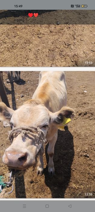Теленок  теленок