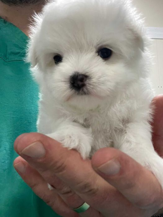 Pui Bichon Maltez – Femelă, 2 luni, microcipată și vaccinată