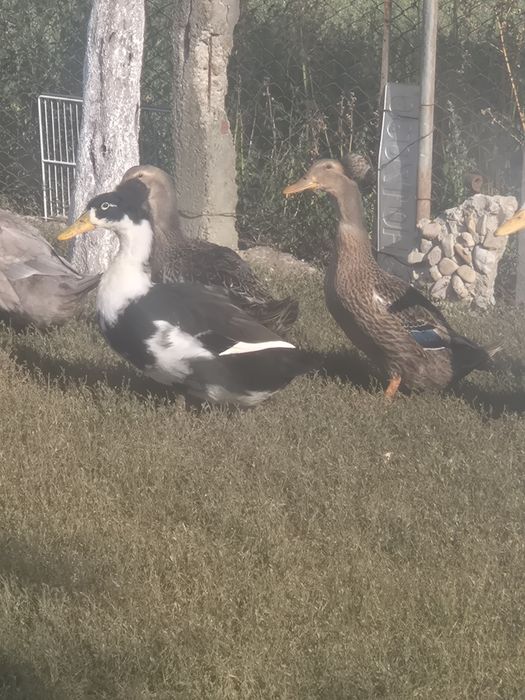 Rate motate si fara mot de vanzare