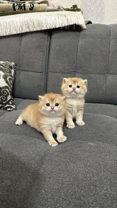 Skotish Britanskiy Toza zotli