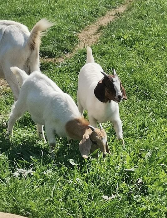 Vand capre Alpina franceza, Boer si Sanen